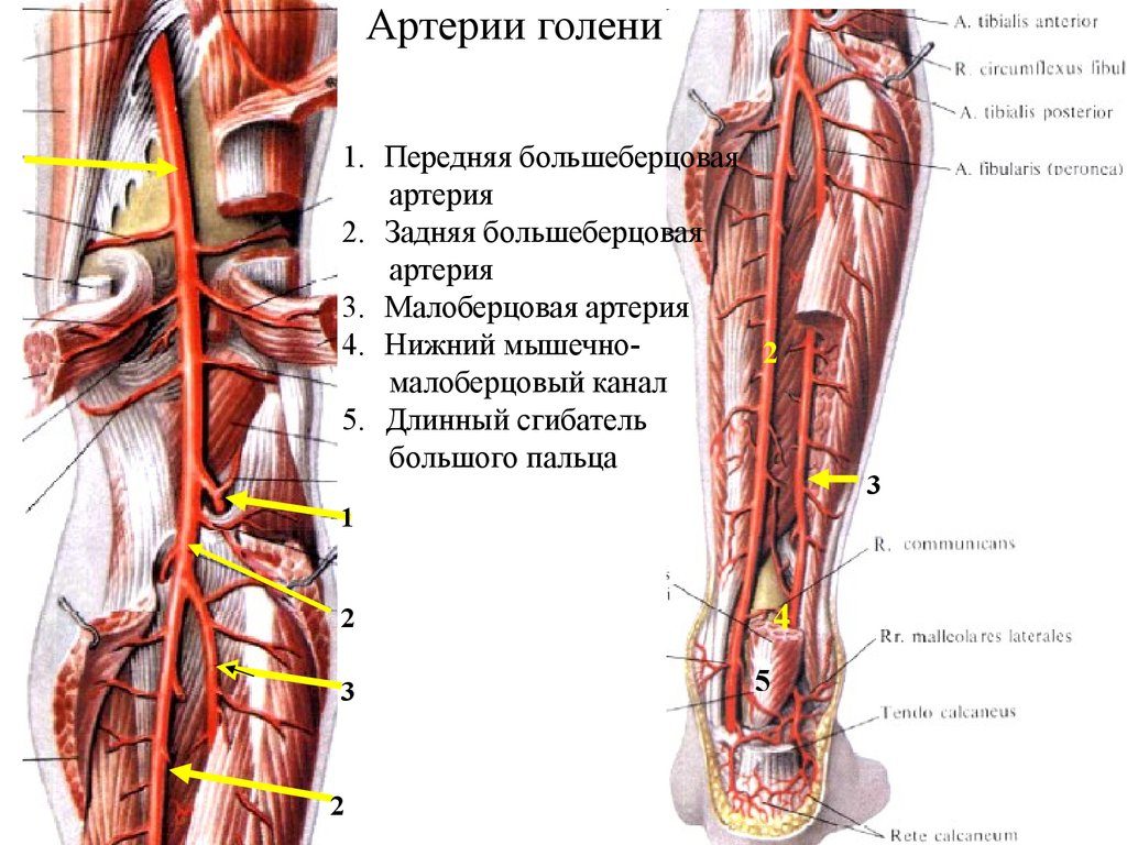 Вены и артерии нижних конечностей фото