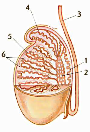 Яичко в разрезе. Анатомия семенников. Яичко и придаток яичка анатомия. Семенной придаток яичка. Строение мужских яичек.